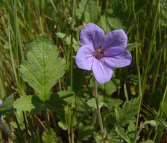 Erodium telavivense