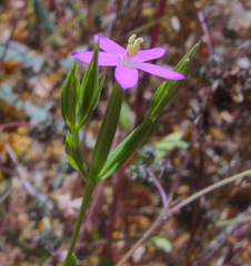 Schenkia spicata