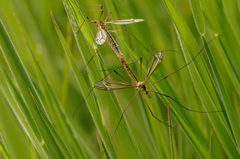 Tipula vernalis