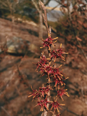 Hamamelis vernalis