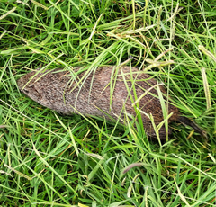 Thryonomys swinderianus