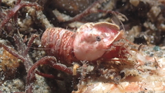 Spirontocaris prionota