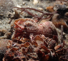 Spirontocaris prionota