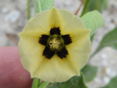Physalis cinerascens spathulifolia