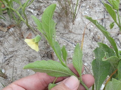 Physalis cinerascens spathulifolia