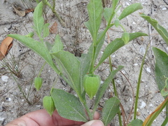 Physalis cinerascens spathulifolia