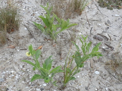 Physalis cinerascens spathulifolia