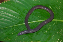 Gymnopis multiplicata