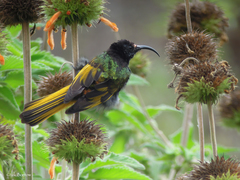 Drepanorhynchus reichenowi