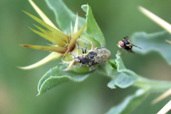 Bangasternus orientalis