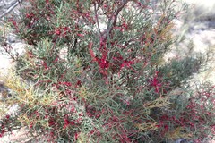 Hakea purpurea
