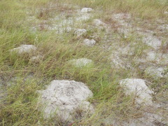Geomys attwateri