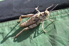 Pezotmethis nigrescens