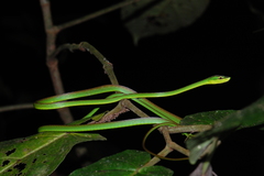 Oxybelis brevirostris