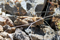 Pezotmethis tartarus