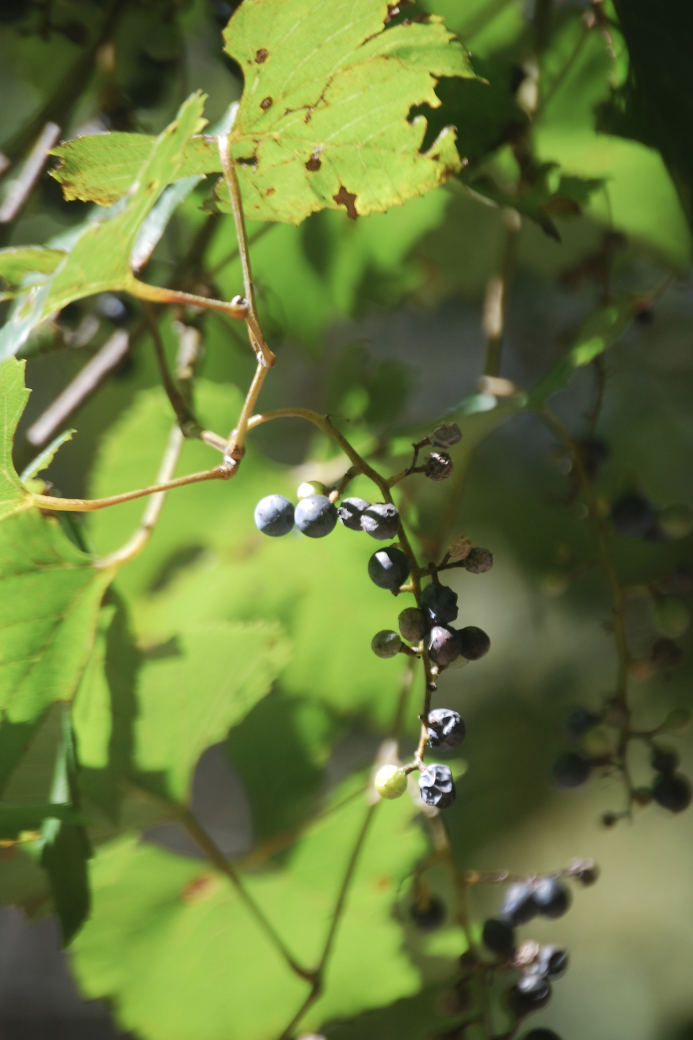 Vitis monticola