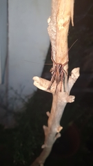 Alfredectes semiaeneus