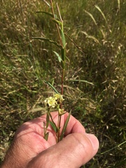 Ludwigia suffruticosa