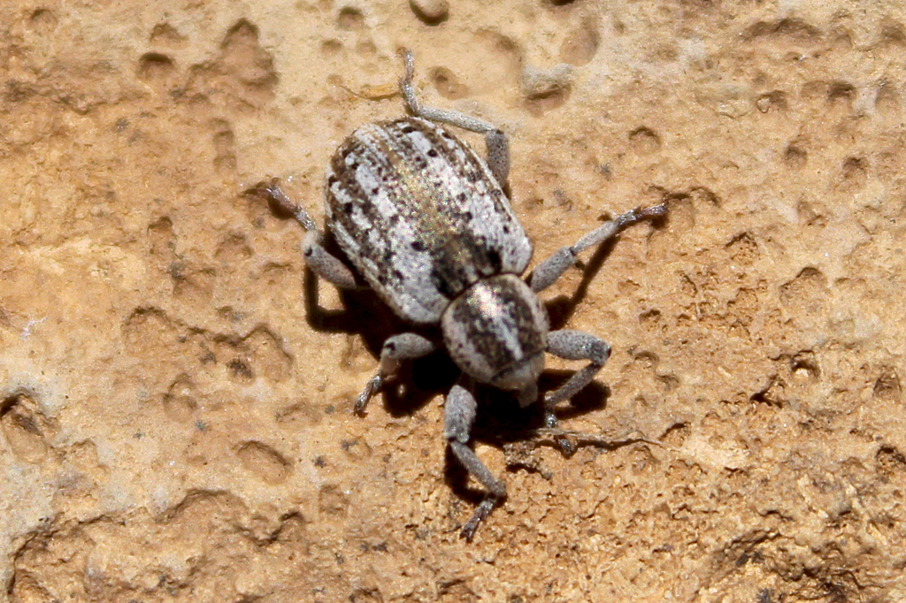 Metadonus anceps