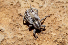 Metadonus anceps