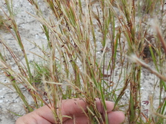Schizachyrium littorale