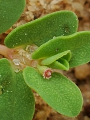 Euphorbia inaequilatera image