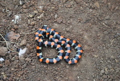 Scolecophis atrocinctus