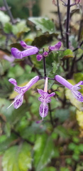 Plectranthus ciliatus