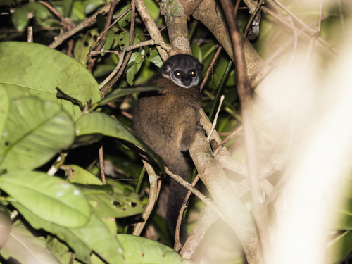 Seal's Sportive Lemur (Lepilemur seali) — Vulnerable Mammalia