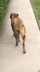 Canis familiaris