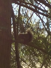 Sciurus carolinensis