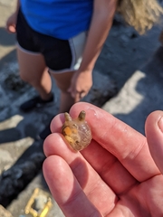 Molgula manhattensis