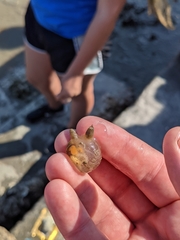 Molgula manhattensis