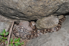 Trimorphodon quadruplex