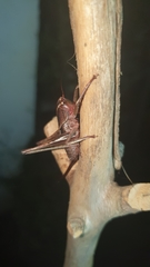 Alfredectes semiaeneus