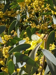 Anthocharis sara gunderi