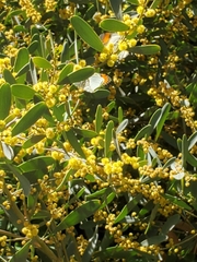 Anthocharis sara gunderi