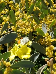 Anthocharis sara gunderi