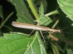 Musoniella