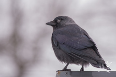 Corvus monedula