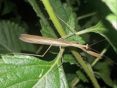 Musoniella