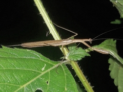 Musoniella