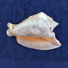 Lobatus peruvianus