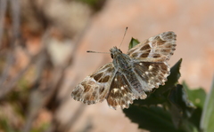 Muschampia orientalis