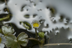 Ranunculus saniculifolius