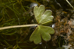 Ranunculus saniculifolius