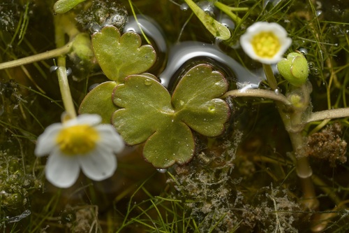 Image of Ranunculus saniculifolius by (c) Eleftherios Katsillis, some rights reserved (CC BY)
