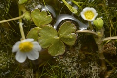 Ranunculus saniculifolius