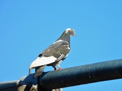 Columba livia domestica