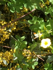 Anthocharis sara gunderi